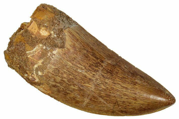Serrated, Carcharodontosaurus Tooth - Top Quality #242597